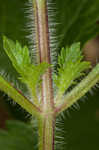 Rose verbena